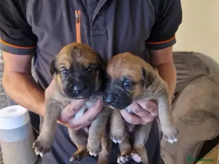 Mixed Breed dogs Shepherd Boxer - Advert 1