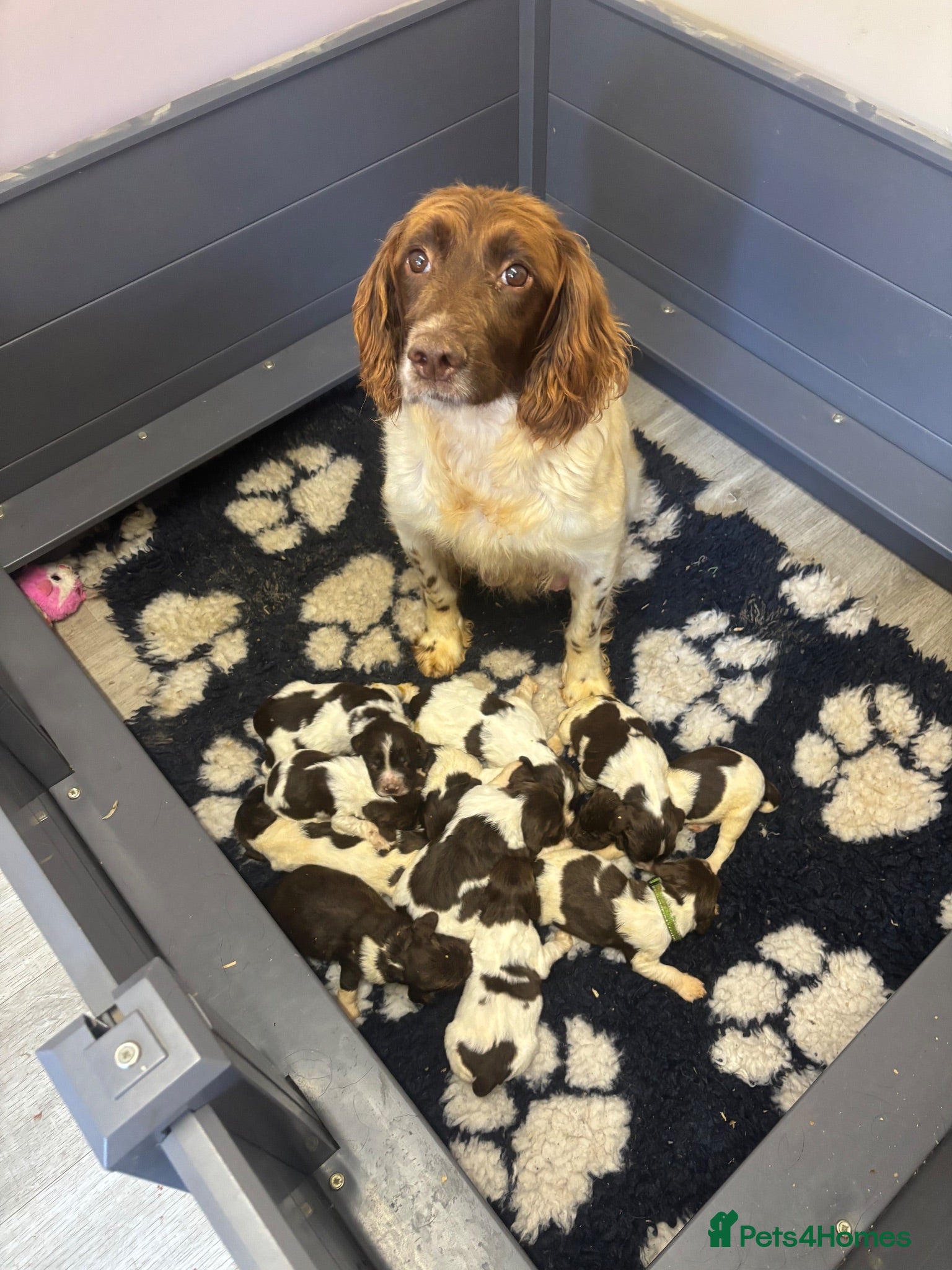 English Springer Spaniel dogs KC registered Liver and White Bitch puppy  - Advert 1