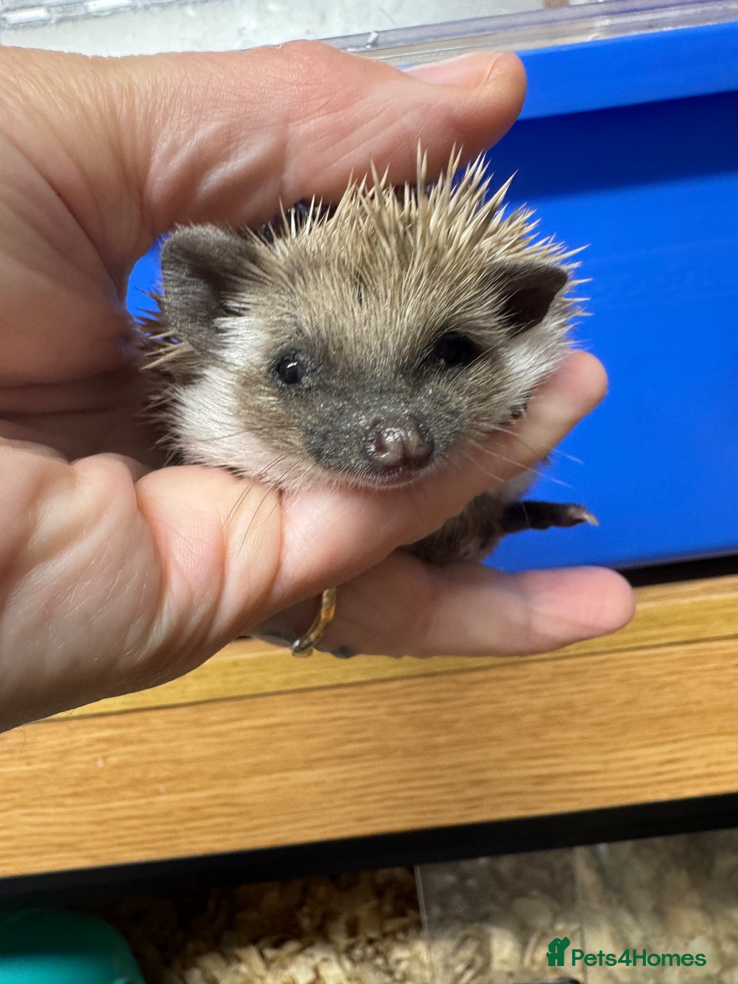 Pygmy Hedgehog rodents Baby hoglets mixed colours/ mask types -READY  - Advert 2