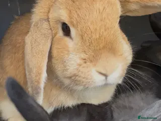 Mini Lop rabbits Mini Lop Baby Rabbits - pure bred - Ready now - Advert 1