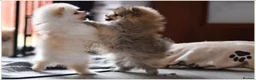 Pomeranian dogs for sale: WOLF SABLE FEMALE POMERANIAN RKC DNA  - Advert 9