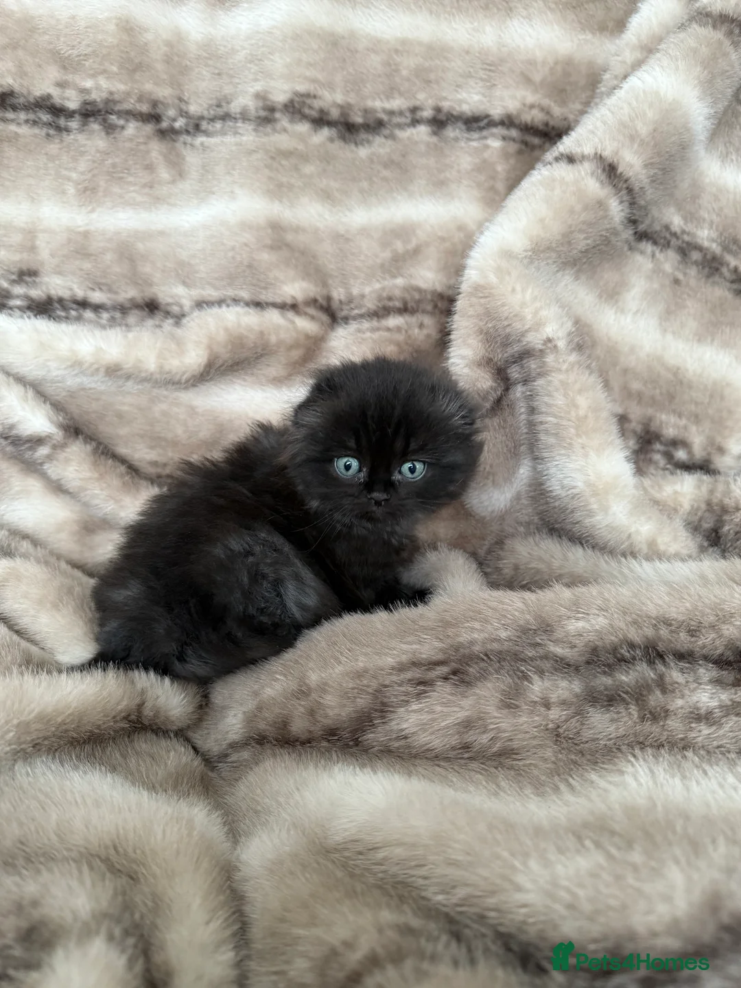 Scottish Fold cats for sale: Scottish fold/British shorthair kittens😻 - Advert 12