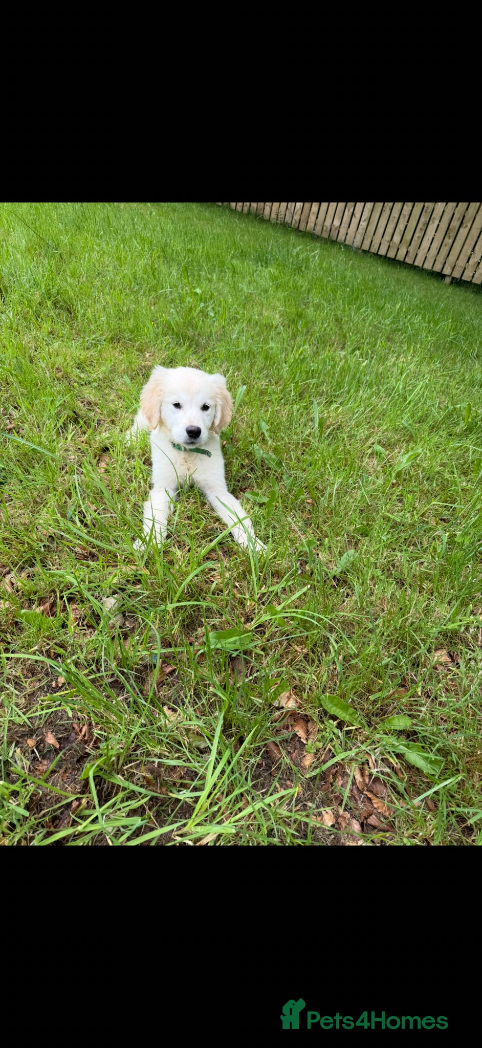 Golden Retriever dogs KC Registered Golden Retriever Pups  - Advert 2