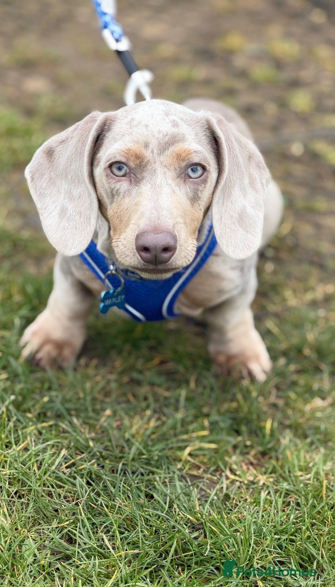 Dachshund dogs Dachshund 5month old puppy - Advert 3