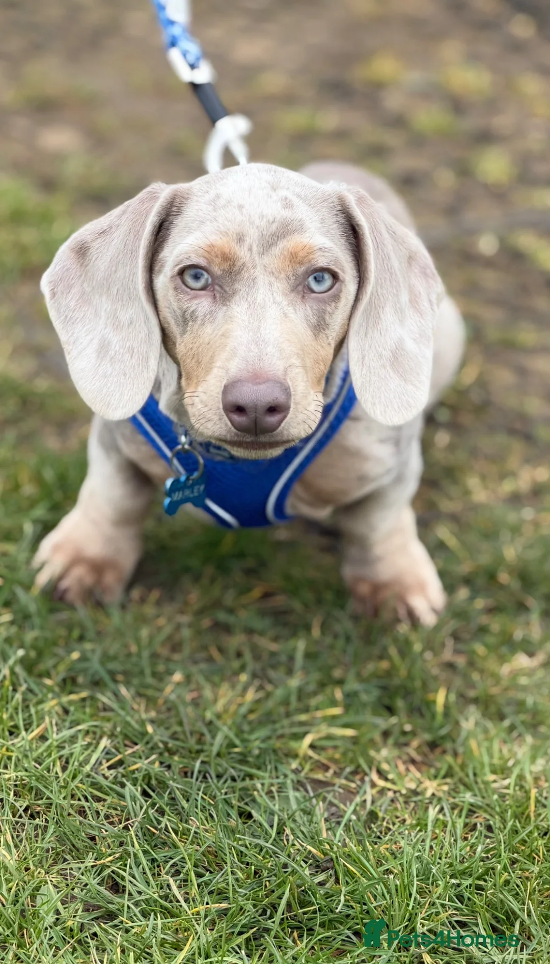 Dachshund dogs for sale: Miniature Dachshund 5month old puppy - Advert 1