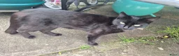 Mixed Breed cats for sale: female car  - Advert 1