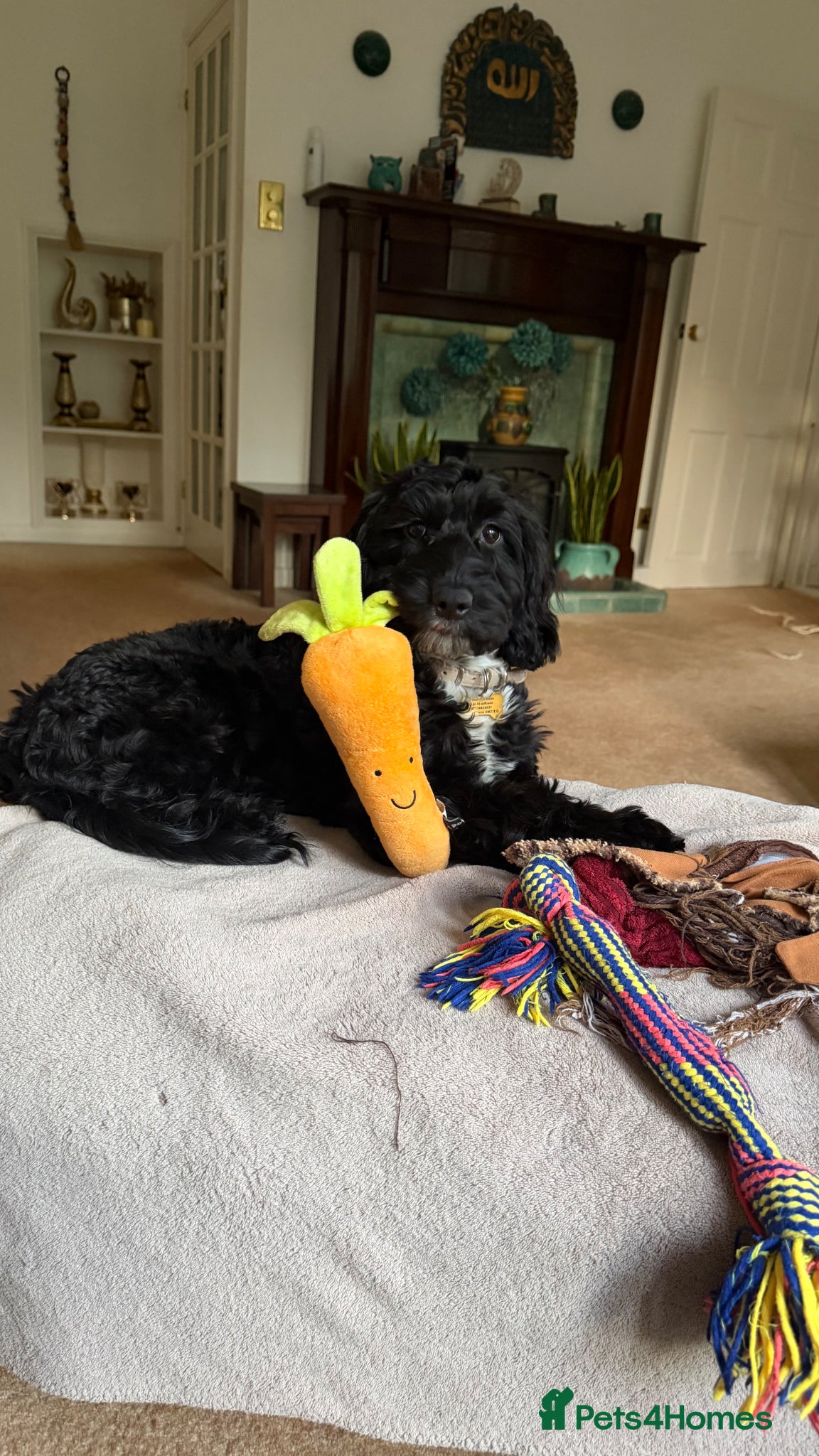 Cockapoo dogs for sale: Rehoming our lovely Macie - Advert 4