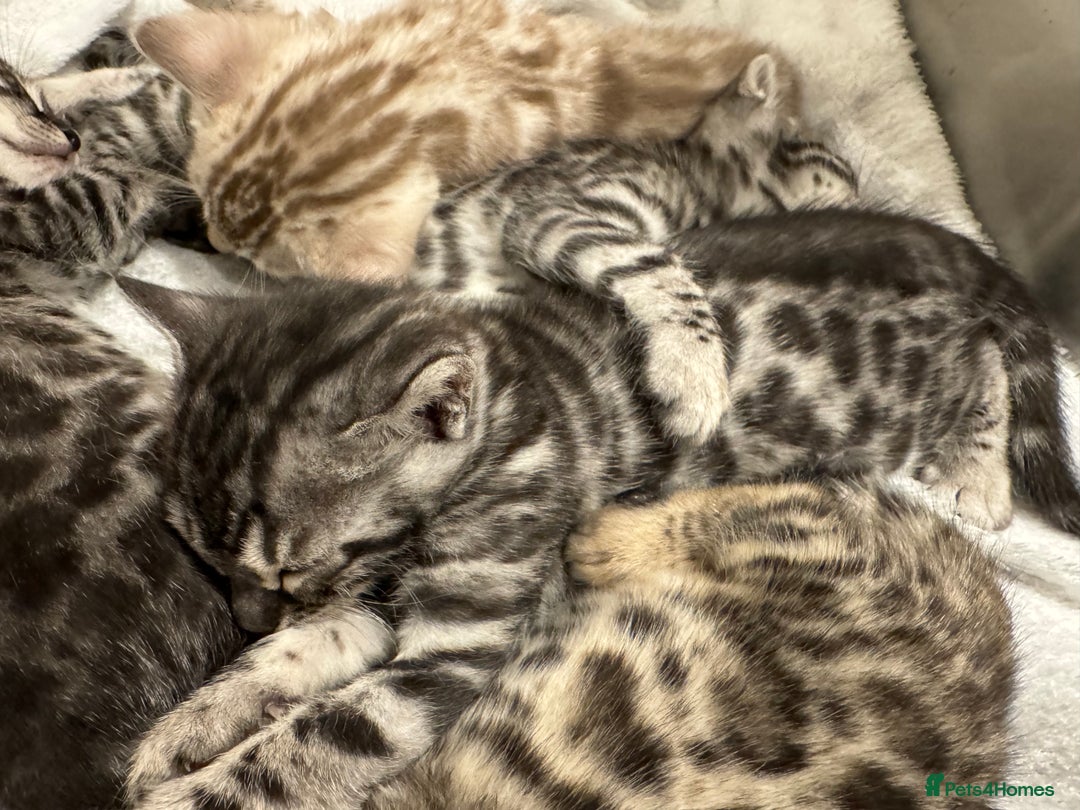 Bengal cats for sale: Bengal Kittens For Sale (4 Left) - Image 23