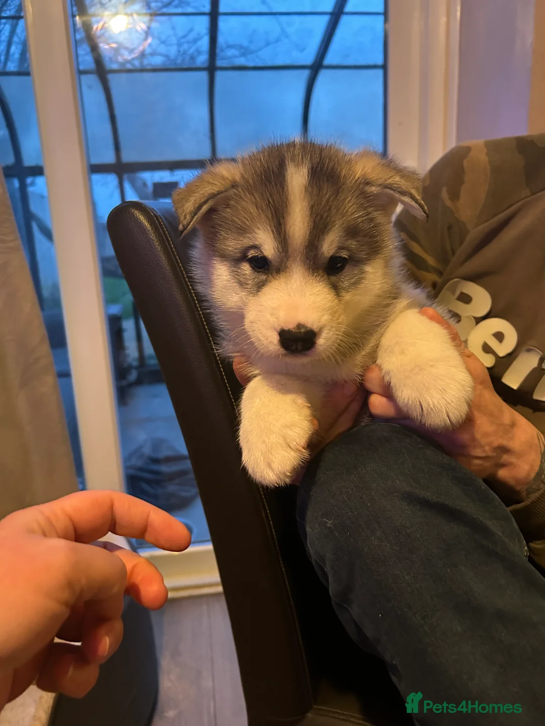 Siberian Husky dogs for sale: Siberian husky  - Advert 2