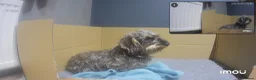 Dachshund dogs for sale: Stunning Kc standard wirehaired  - Advert 27