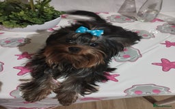Yorkshire Terrier dogs for sale: 💝💝💝Both sides many champions 💝💝💝 in Leeds - Image 9