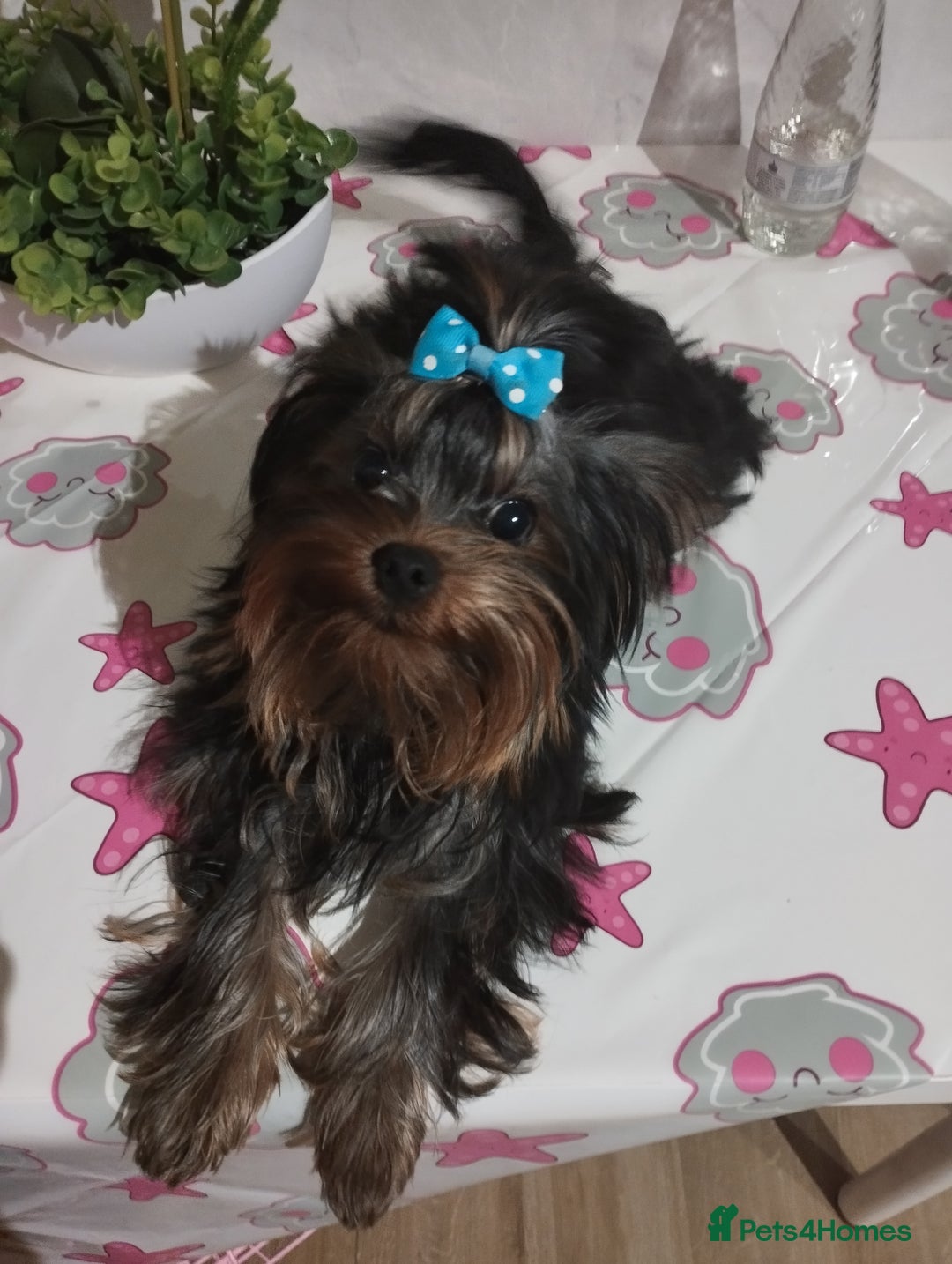 Yorkshire Terrier dogs for sale: 💝💝💝Both sides many champions 💝💝💝 in Leeds - Image 9