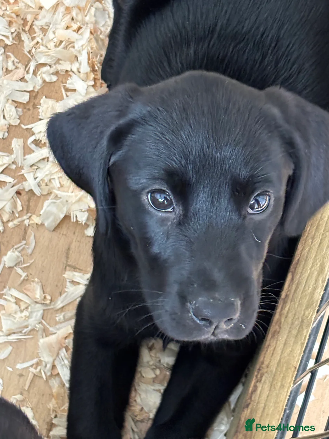 Labrador Retriever dogs for sale: Labrador - Advert 2
