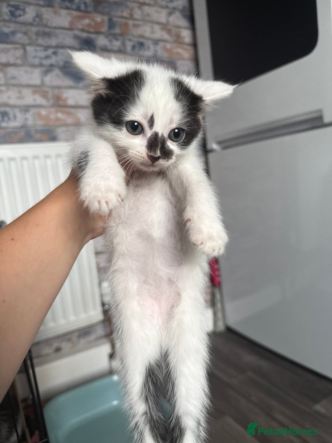 British Shorthair cats for sale: 4 Kittens for sale - Image 29