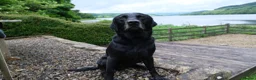 Labrador Retriever dogs for stud: KC registered Fully Health Tested Stud - Advert 5
