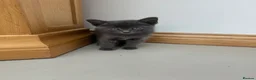 Mixed Breed cats for sale: Siamese Russian blue kittens  - Advert 21