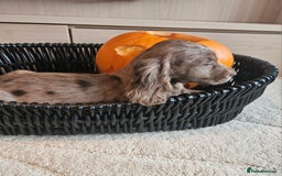 Cocker Spaniel dogs for sale: Working type cocker spaniels. Merle and Roan - Image 8