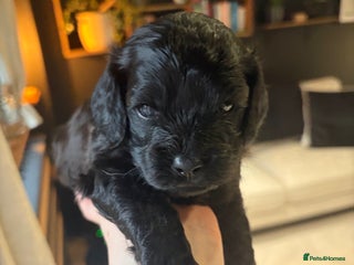 Cavapoo dogs Cavapoo (Cavalier Backcross) Puppies - Advert 16