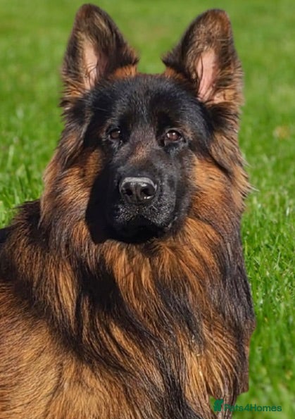German Shepherd dogs Show💥Champion🩸line LH GermanShepherd puppy’s GSD - Advert 1