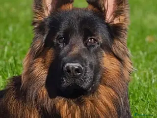 German Shepherd dogs Show💥Champion🩸line LH GermanShepherd puppy’s GSD - Advert 2