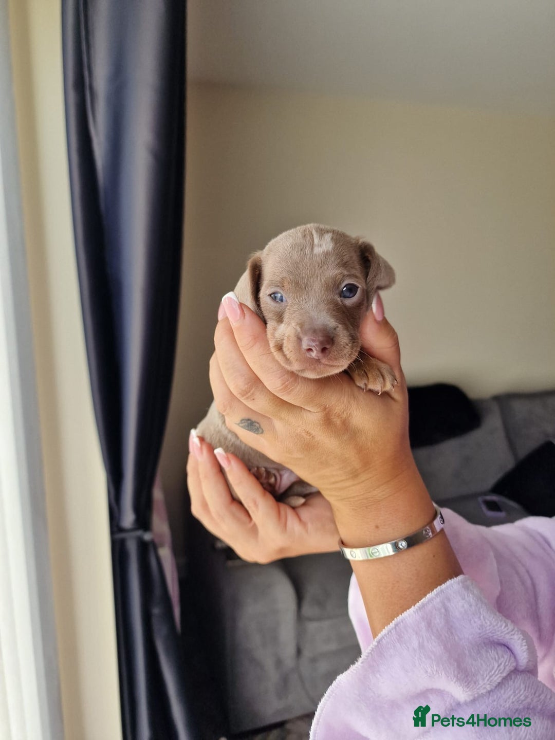 Dachshund dogs for sale: Dachshund puppies for sale - Advert 8