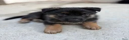 German Shepherd dogs for sale: German shepherd puppies available in Plymouth - Advert 3