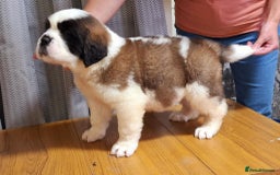 Saint Bernard dogs for sale: KC reg Saint Bernard puppies READY NOW - Image 13