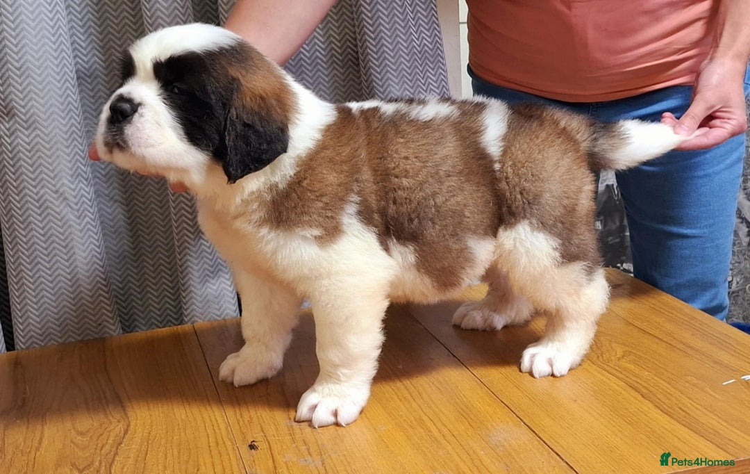 Saint Bernard dogs for sale: KC reg Saint Bernard puppies READY NOW - Image 13
