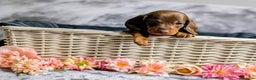 Miniature Dachshund dogs for sale: Adorable little of miniature daschunds  - Advert 24