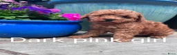 Maltipoo dogs for sale: Stunning Maltipoo Puppies – Health Checked Parents - Advert 9