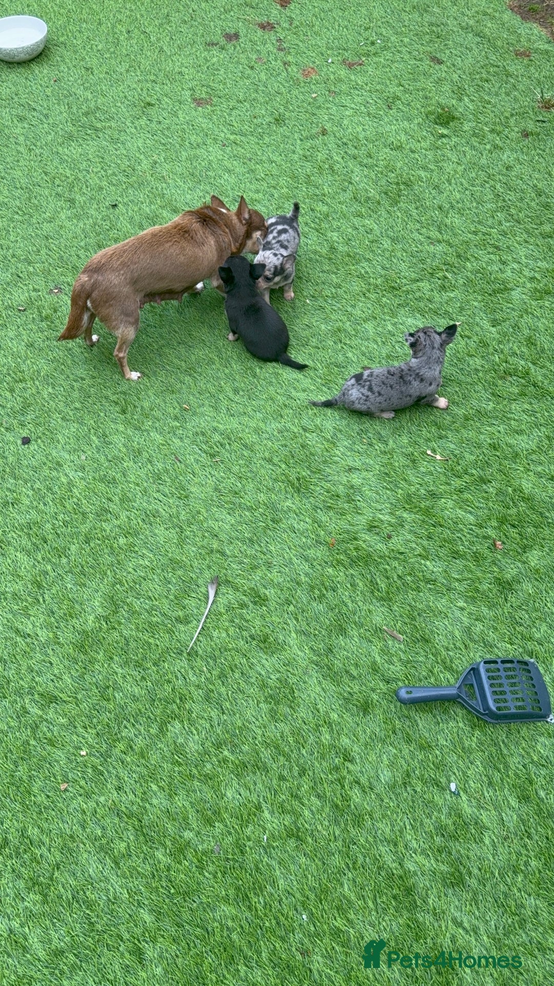 Chihuahua dogs for sale: Chihuahua puppies  - Image 3