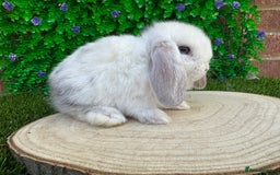 Mini Lop rabbits for sale: Stunning mini lops - Image 28