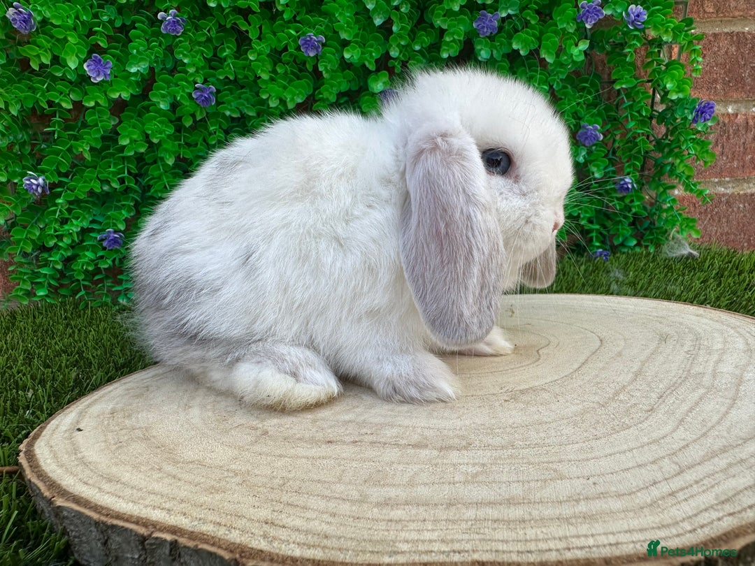 Mini Lop rabbits for sale: Stunning mini lops - Image 28