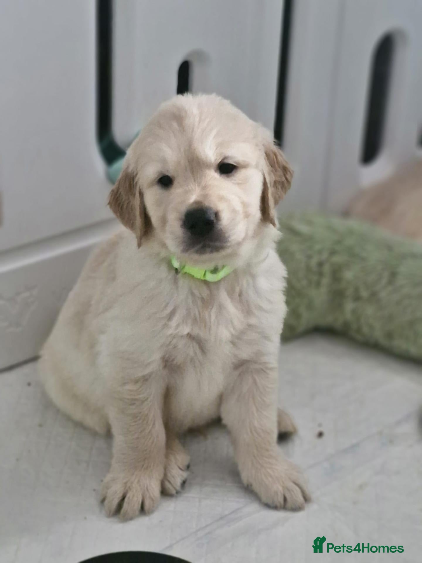 Golden Retriever dogs Golden retriever  - Advert 5