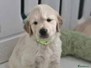 Golden Retriever dogs Golden retriever - Advert 5