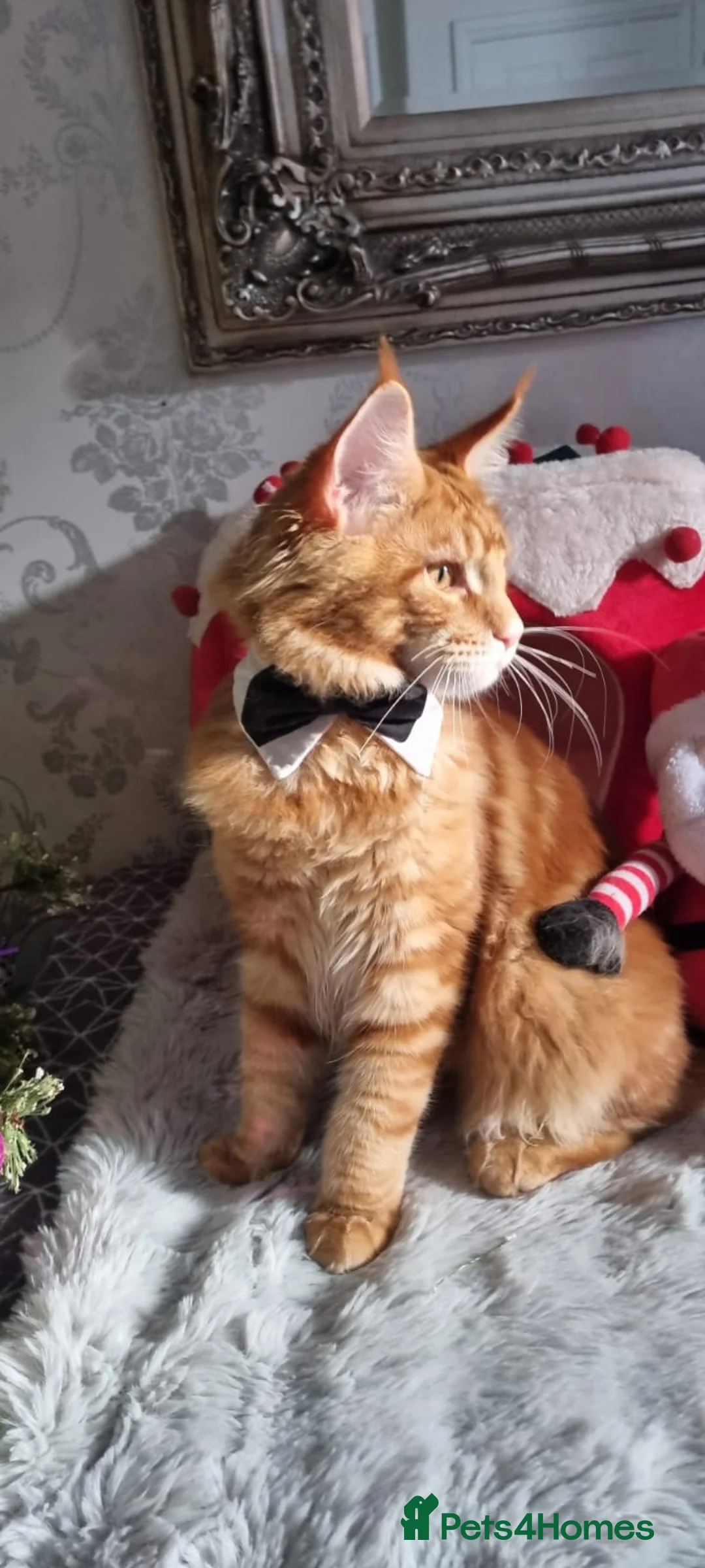 Maine Coon cats for stud: Stud available with Russian lines  - Advert 3