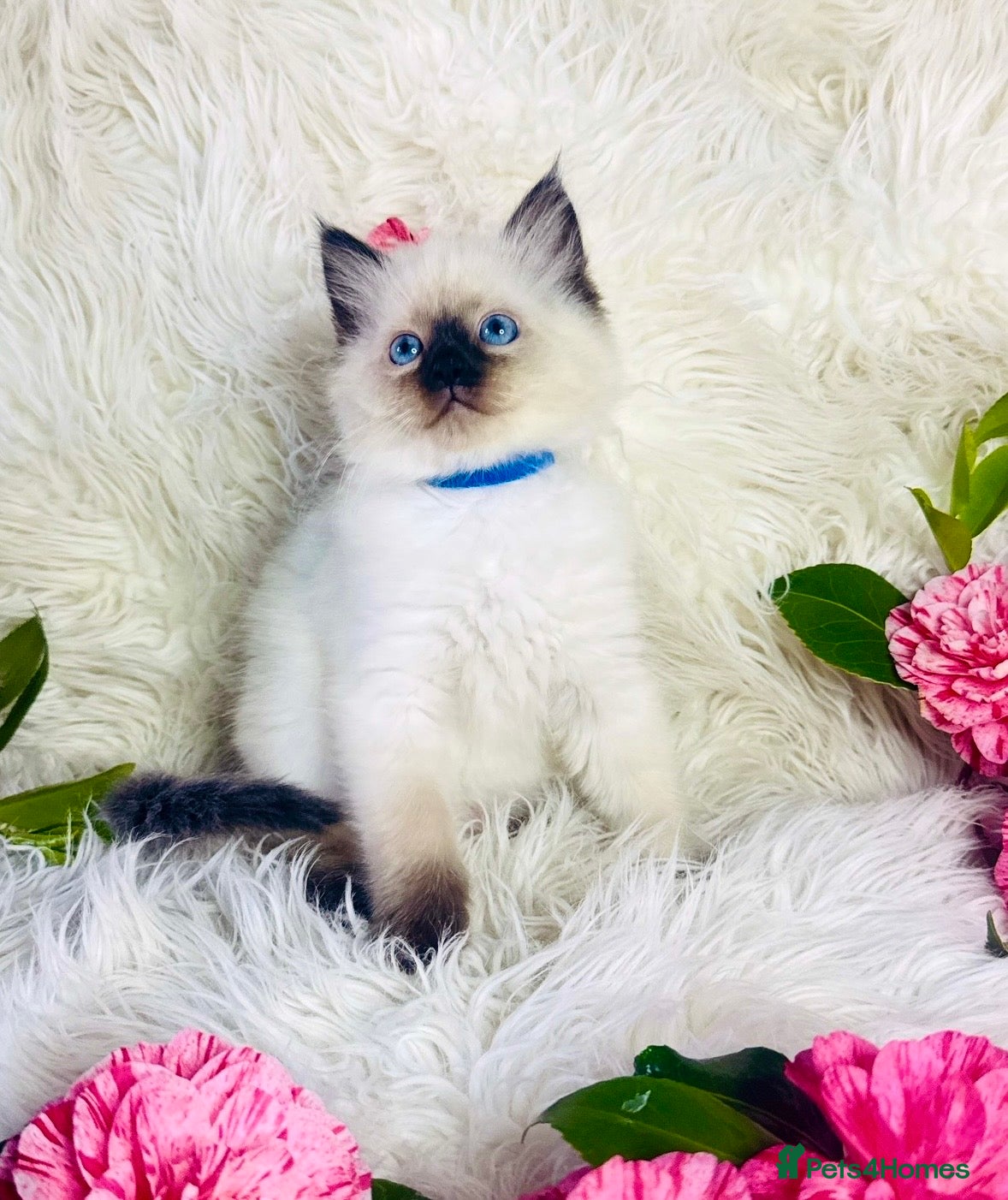 Ragdoll cats Pure Ragdoll Seal/blue point Lynx kittens - Advert 3