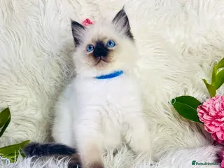 Ragdoll cats Pure Ragdoll Seal/blue point Lynx kittens - Advert 2