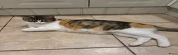 Mixed Breed cats for sale: 4 kittens ready for a new home - Advert 2