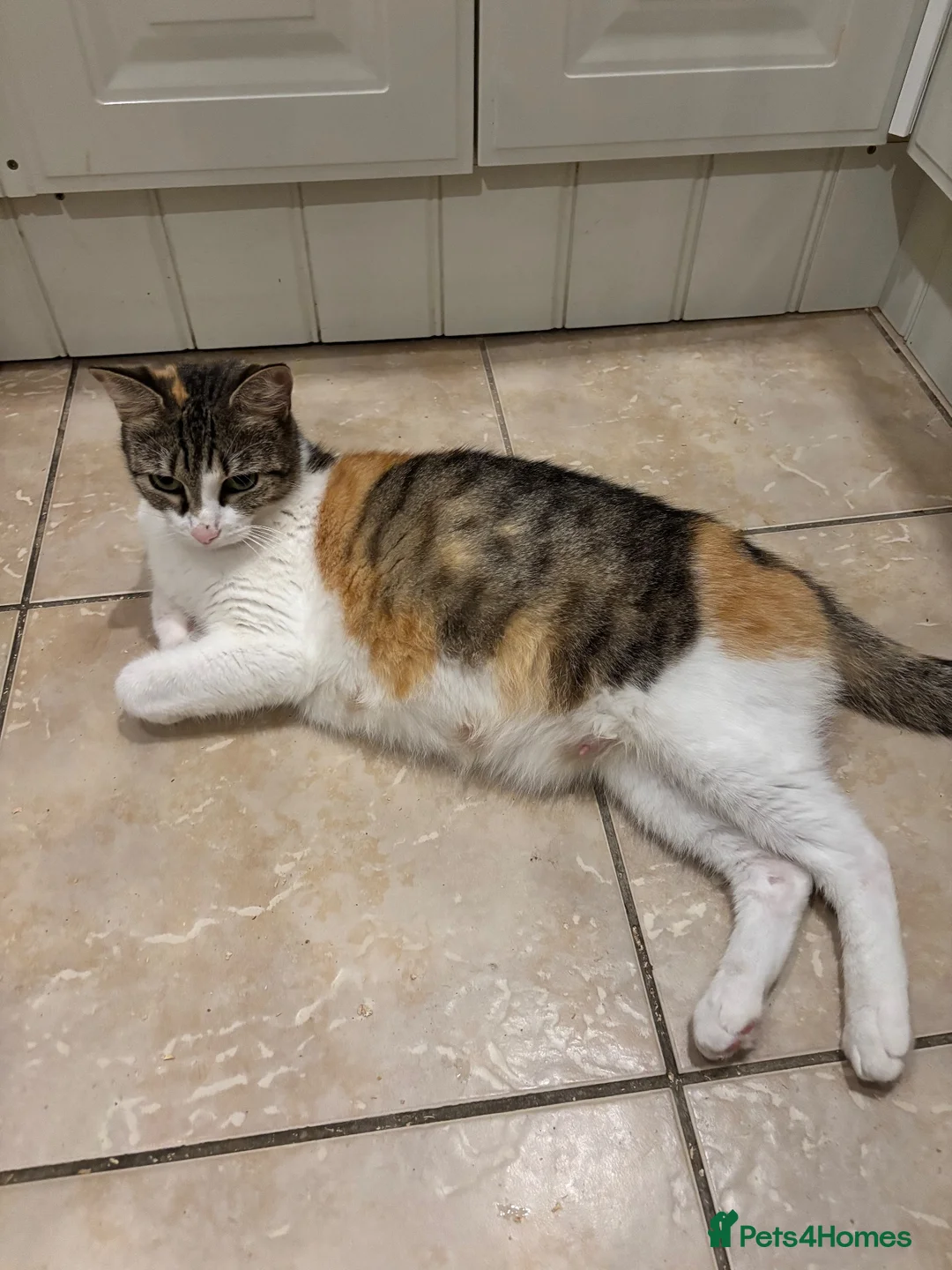 Mixed Breed cats for sale: 4 kittens ready for a new home - Advert 2