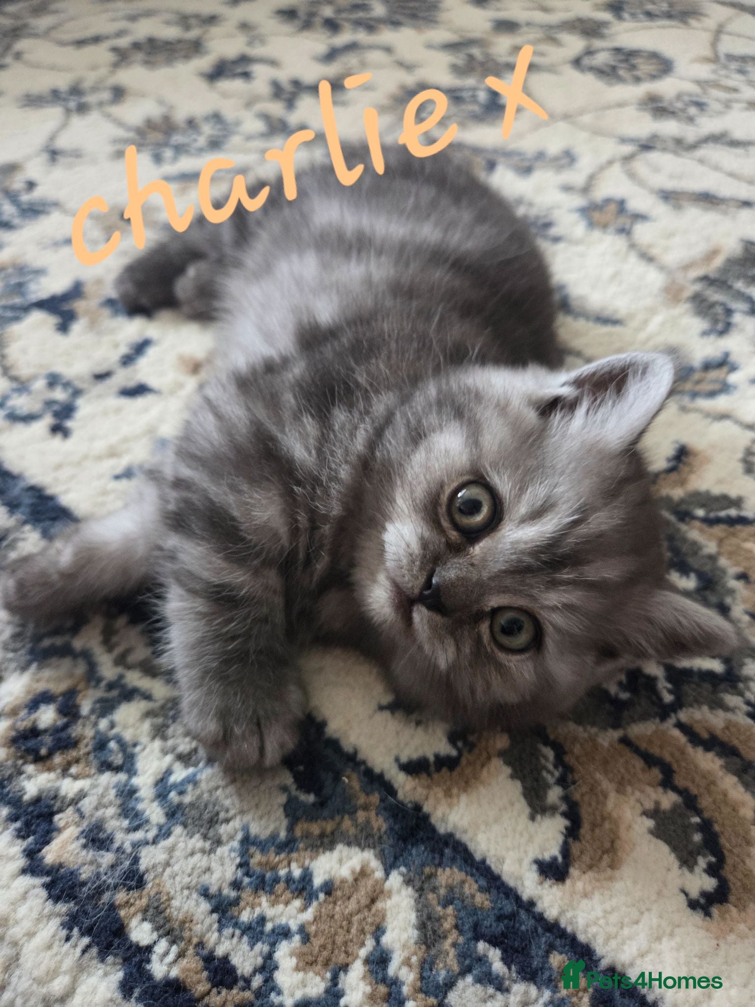 British Longhair cats Beautifull Kittens for sale. - Advert 4
