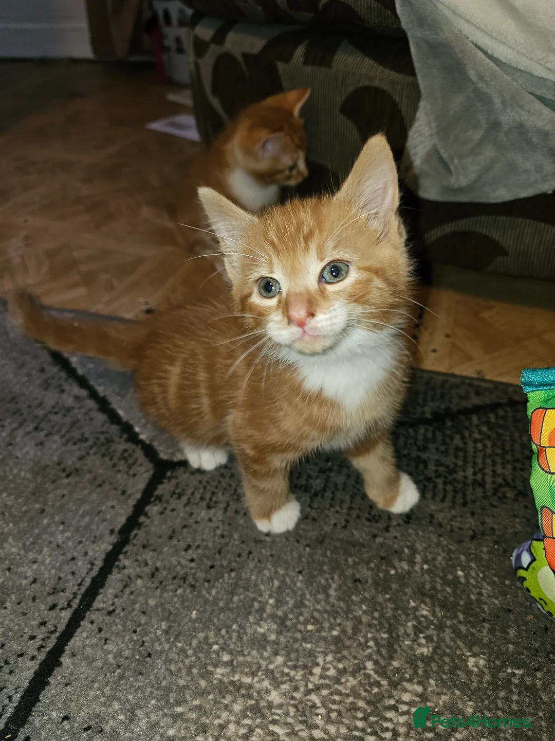 Mixed Breed cats for sale: Beautiful little kittens  - Advert 5