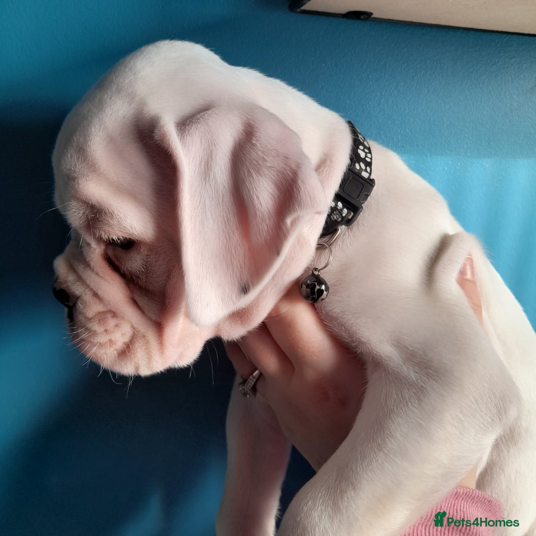 Boxer dogs for sale: Reduced last pup. Stunning Pedigree Boxer  - Advert 19