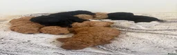 Labradoodle dogs for sale: Miniature labradoodle x toy poodle  - Advert 4