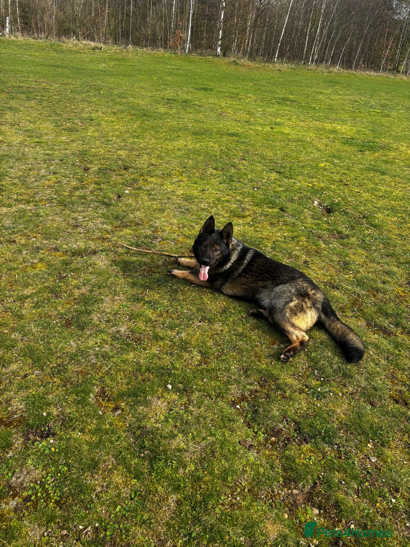 German Shepherd dogs KC Registered Czech working line German shepherd - Advert 2