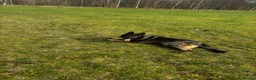 German Shepherd dogs for sale: KC Registered Czech working line German shepherd - Advert 2