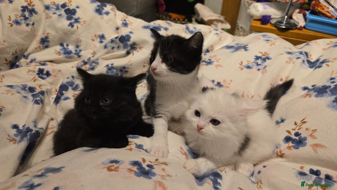 Mixed Breed cats for sale: Ragdoll mixed - Advert 3