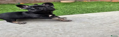 French Bulldog 4