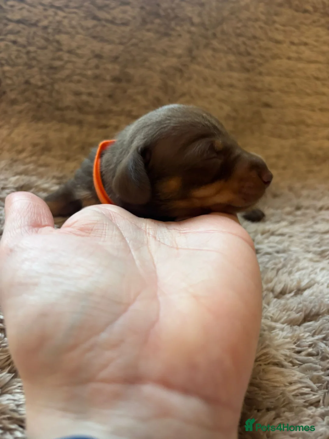 Dachshund dogs for sale: Miniature dachshund - Advert 8