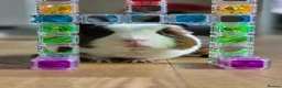 Guinea Pig rodents for sale: Guinea pigs for sale with hutch in Halifax - Advert 2